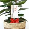 フィカス・ロブスター（ゴムノキ） 10号鉢 選べる鉢カバー付き 観葉植物