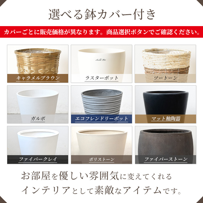 フィカス・ロブスター（ゴムノキ） 10号鉢 選べる鉢カバー付き 観葉植物