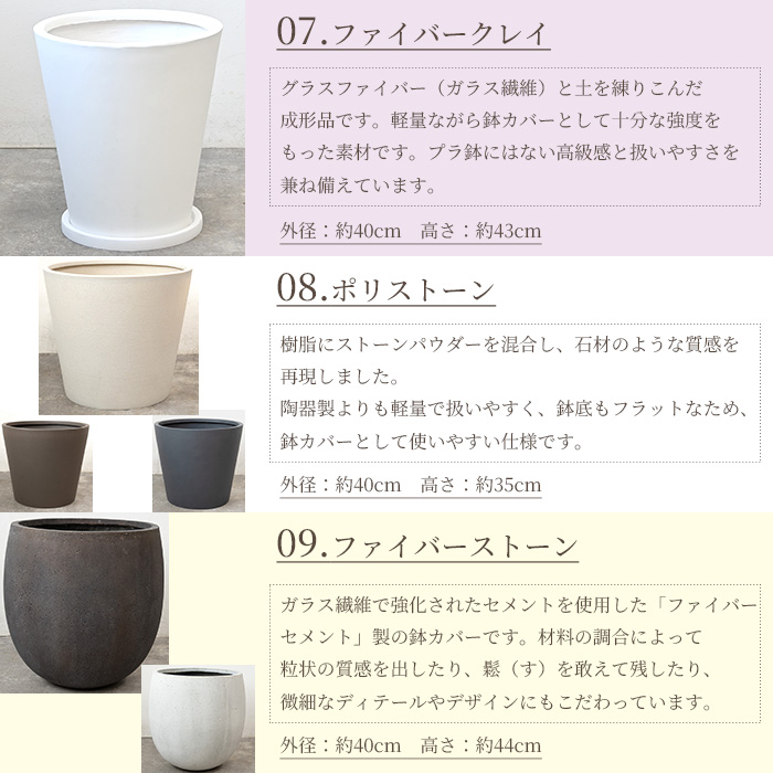 フィカス・ロブスター（ゴムノキ） 10号鉢 選べる鉢カバー付き 観葉植物