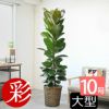 フィカス・ロブスター（ゴムノキ） 10号鉢 鉢カバー付き 観葉植物