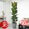 フィカス・ロブスター（ゴムノキ） 10号鉢 鉢カバー付き 観葉植物