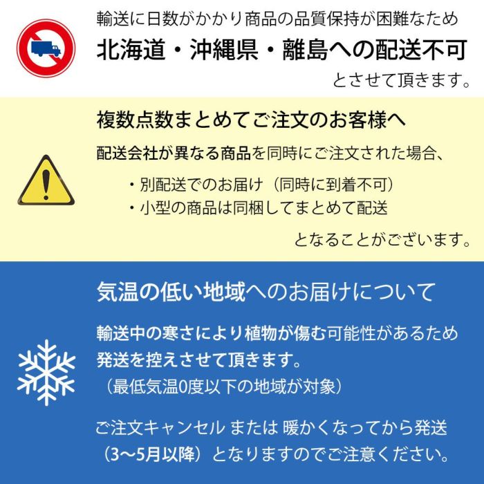 フィカス・ロブスター（ゴムノキ） 10号鉢 鉢カバー付き 観葉植物