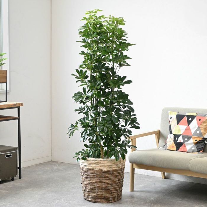 ホンコンカポック 10号鉢 選べる鉢カバー付き 観葉植物