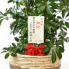 ホンコンカポック 10号鉢 選べる鉢カバー付き 観葉植物