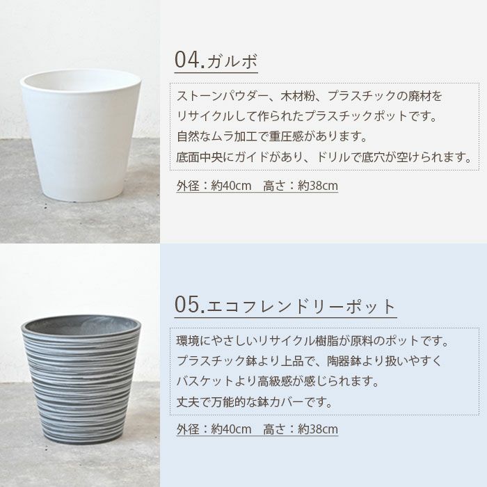 ホンコンカポック 10号鉢 選べる鉢カバー付き 観葉植物