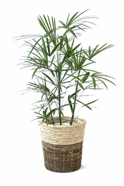 シュロチク（棕櫚竹） 8号鉢 観葉植物