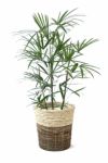 観葉植物 通販 シュロチク（棕櫚竹） 8号鉢 鉢カバー付  KM100004