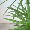 シュロチク（棕櫚竹） 8号鉢 鉢カバー付 観葉植物
