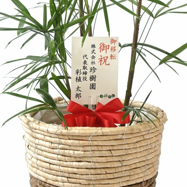 シュロチク（棕櫚竹） 8号鉢 鉢カバー付 観葉植物 本物