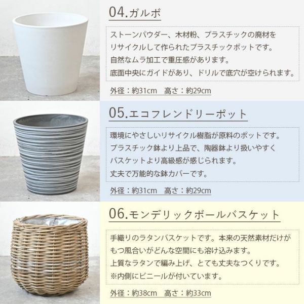 【現品】棕櫚竹（シュロチク）　8号　白鉢（1） 観葉植物 シュロチク（棕櫚竹） 8号 ジュピター 白 付き | 観葉