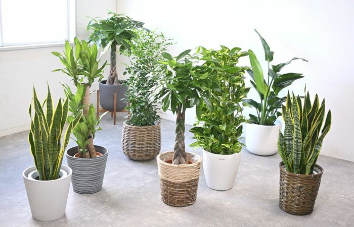 シュロチク(棕櫚竹) 8号鉢 鉢カバー付 観葉植物 本物 シュロチク(棕櫚竹) 8号鉢 鉢カバー付 観葉植物 本物