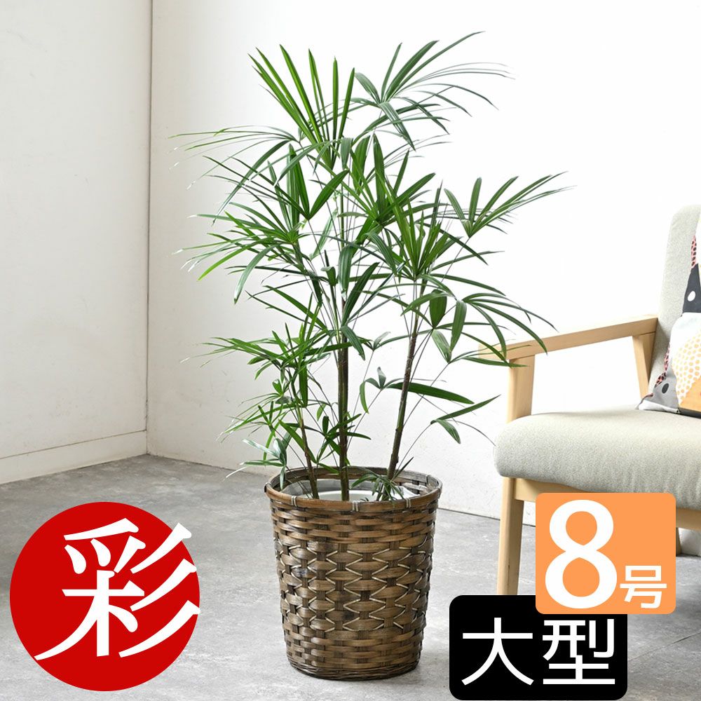 シュロチク（棕櫚竹） 8号鉢 鉢カバー付 観葉植物
