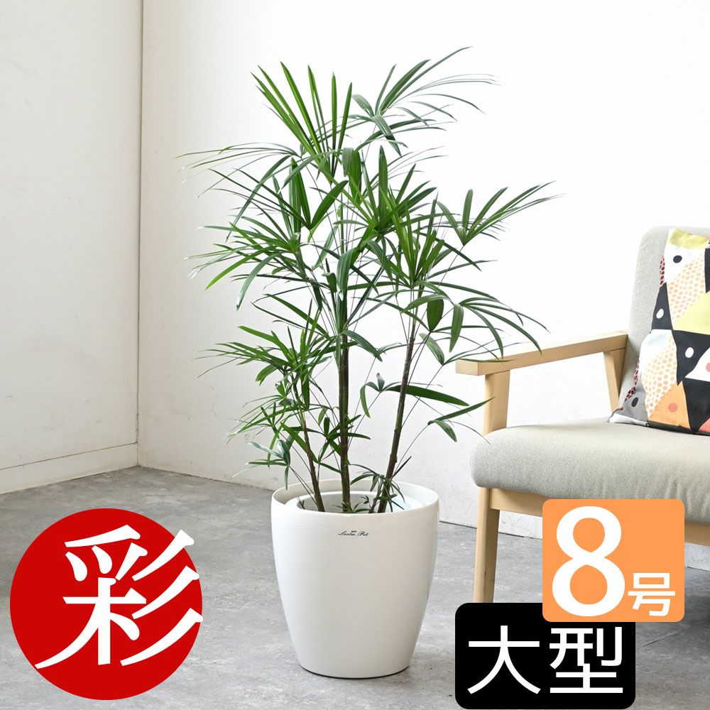 シュロチク（棕櫚竹） 8号鉢 鉢カバー付 観葉植物