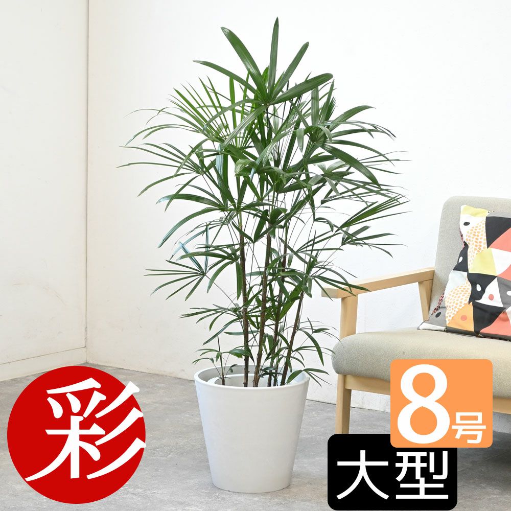 シュロチク（棕櫚竹） 8号鉢 鉢カバー付 観葉植物