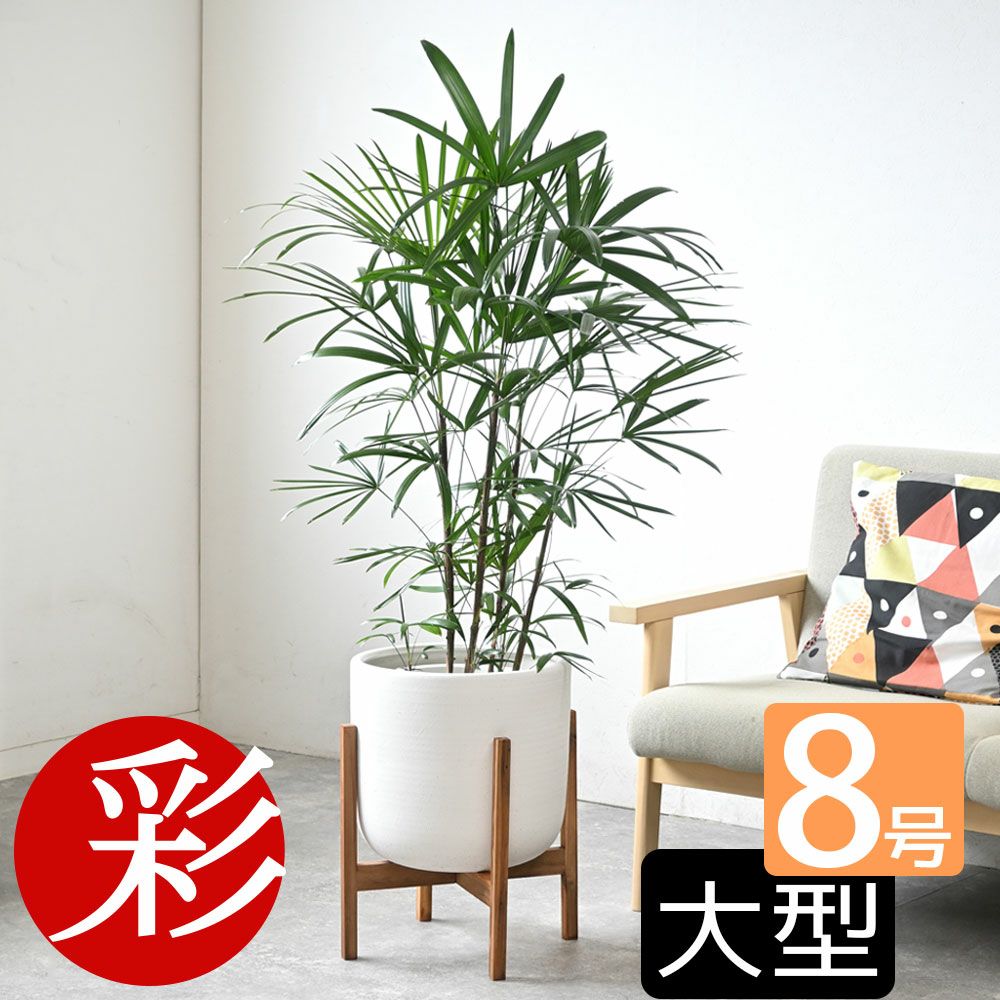 シュロチク（棕櫚竹） 8号鉢 鉢カバー付 観葉植物