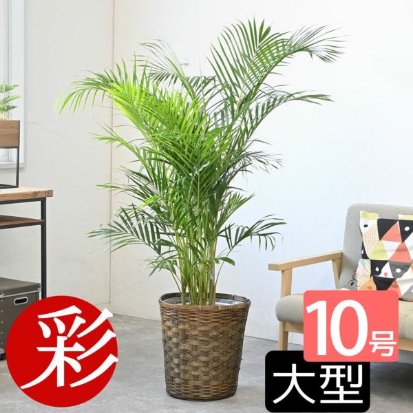 ①　アレカヤシ　10号　特大苗木最高等級極上品‼️ アレカヤシ 10号鉢 選べる鉢カバー付き 観葉植物 本物