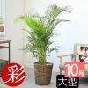 アレカヤシ 10号鉢 鉢カバー付き 観葉植物