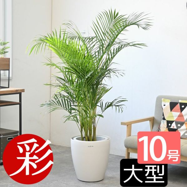 アレカヤシ。観葉植物。鉢ごと無料で発送致します。 アレカヤシ【大型 観葉植物 8号鉢／1個】｜ 【植物の