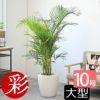 アレカヤシ 10号鉢 鉢カバー付き 観葉植物