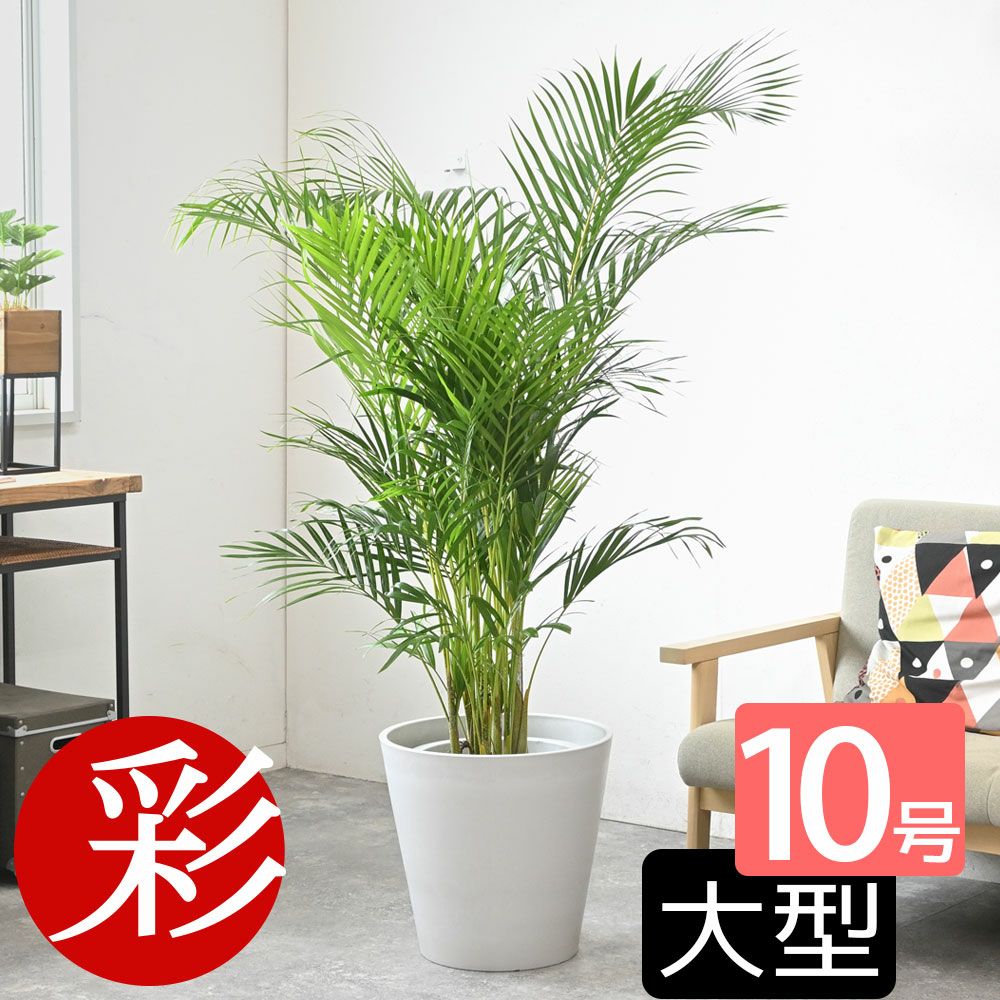 アレカヤシ 10号鉢 鉢カバー付き 観葉植物