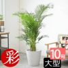 アレカヤシ 10号鉢 鉢カバー付き 観葉植物