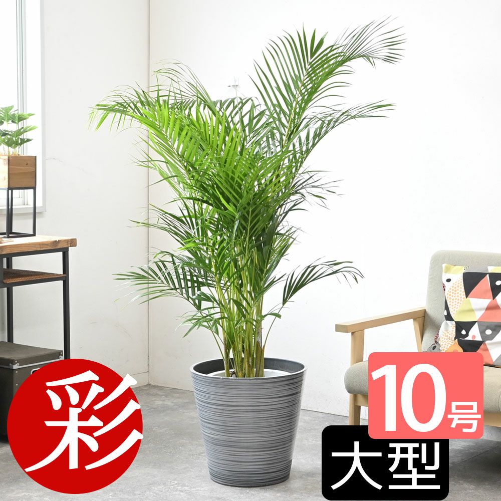 アレカヤシ 10号鉢 選べる鉢カバー付き 観葉植物 本物