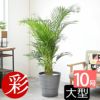 アレカヤシ 10号鉢 鉢カバー付き 観葉植物