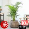 アレカヤシ 10号鉢 鉢カバー付き 観葉植物