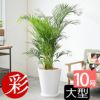 アレカヤシ 10号鉢 鉢カバー付き 観葉植物