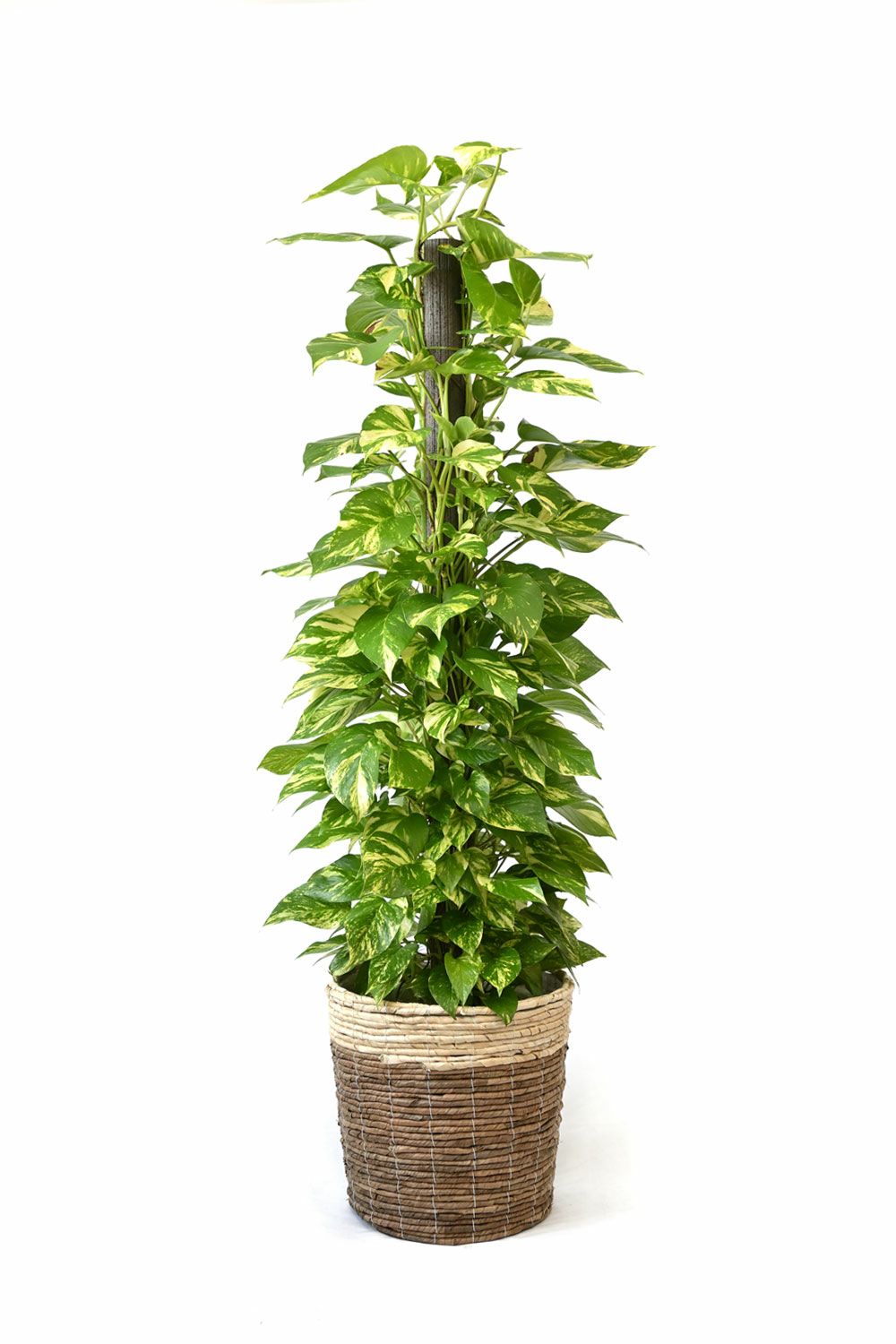 観葉植物 ポトスヘゴ仕立て10号鉢鉢カバーオプションkm