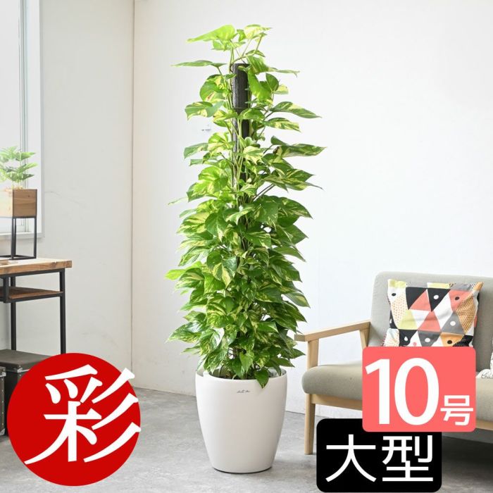 ポトス ヘゴ仕立て 10号鉢 選べる鉢カバー付き 観葉植物
