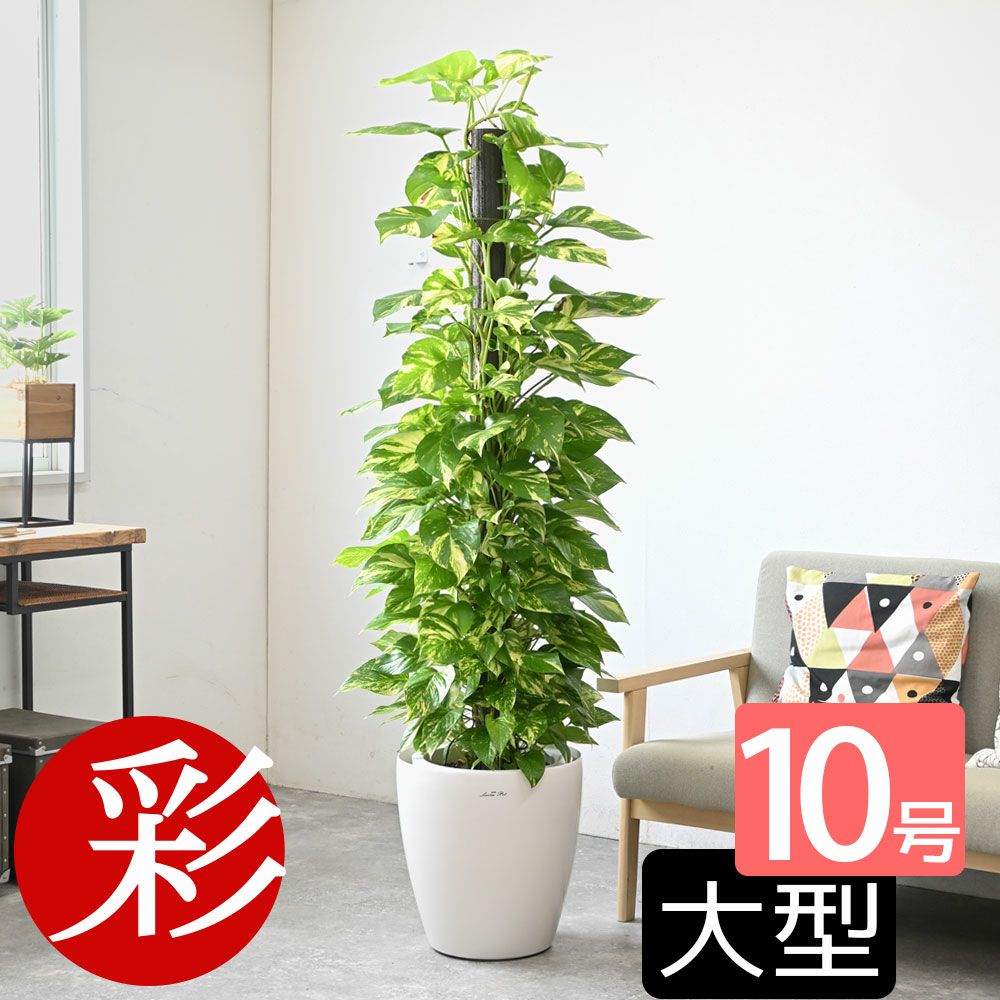 ポトス ヘゴ仕立て 10号鉢 選べる鉢カバー付き 観葉植物