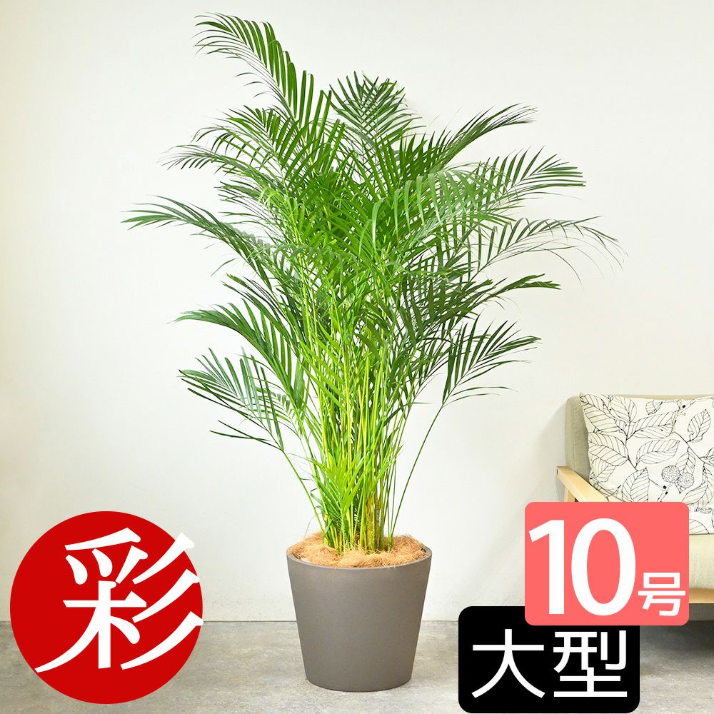 ポトス ヘゴ仕立て 10号鉢 選べる鉢カバー付き 観葉植物 本物