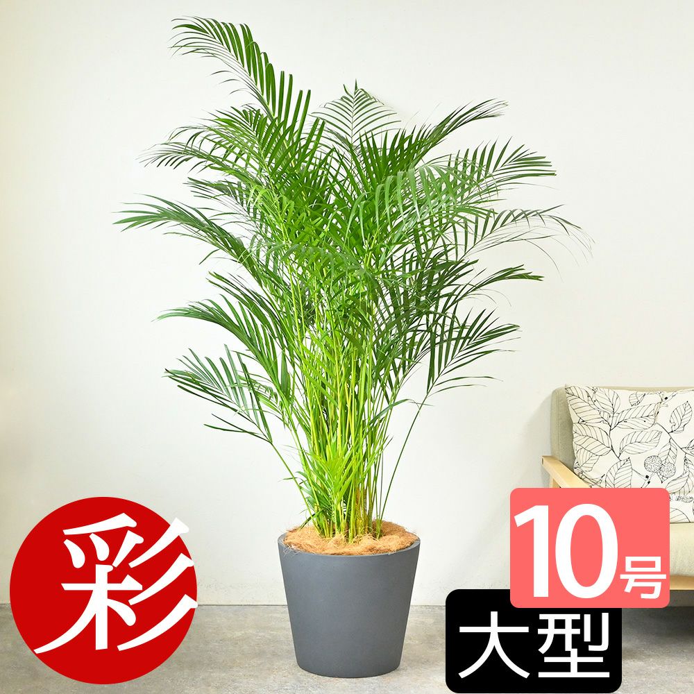 ポトス ヘゴ仕立て 10号鉢 選べる鉢カバー付き 観葉植物 本物