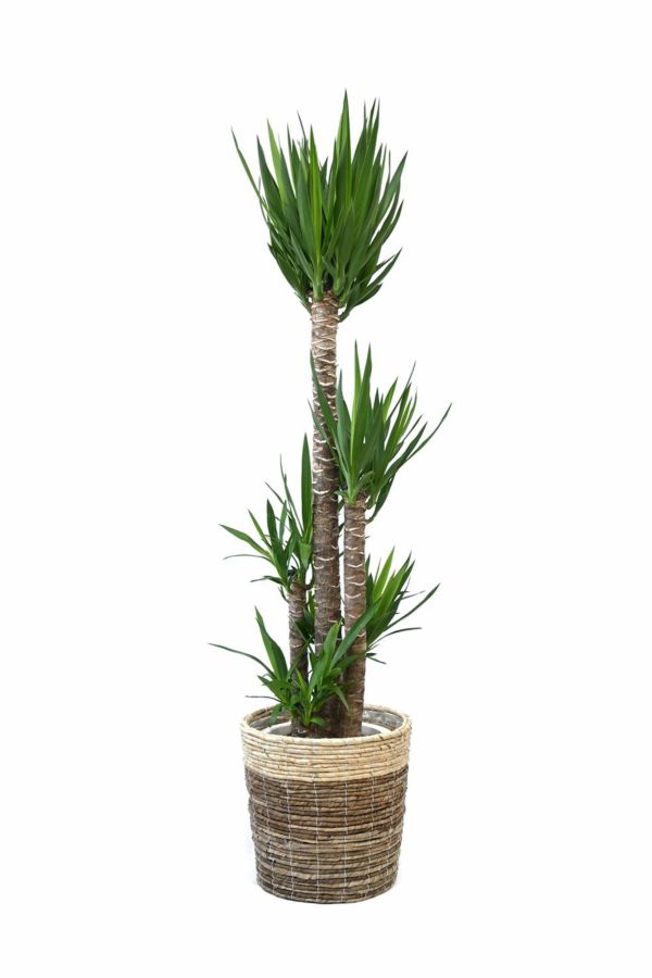 ユッカ・エレファンティペス 約1メートル　3個　観葉植物　人気　迫力　植物 ユッカ・エレファンティペス M | 観葉植物の通販 AND PLANTS