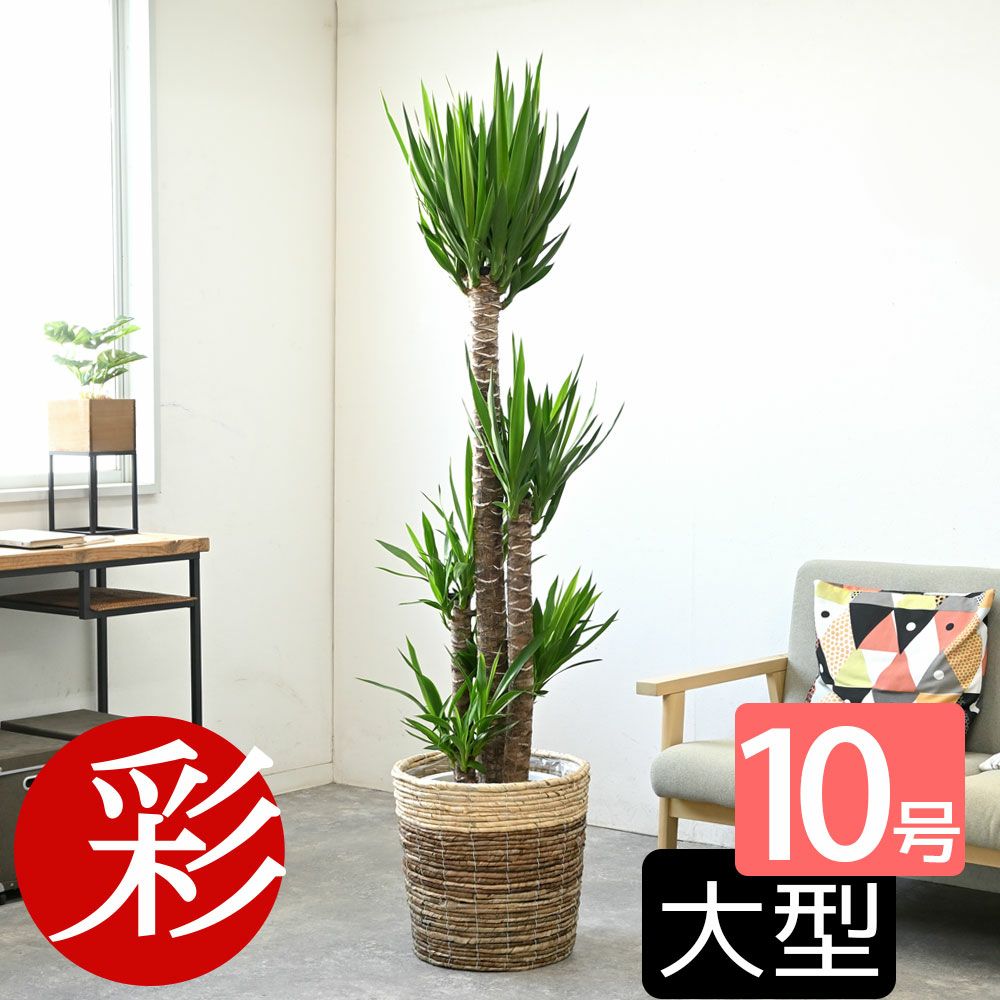ユッカ・エレファンティペス 10号鉢 選べる鉢カバー付き 観葉植物