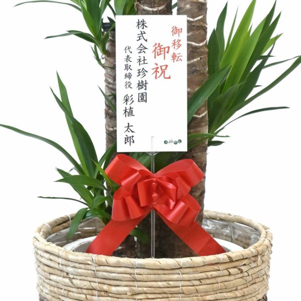 【引き取り限定】（鉢付）ユッカ エレファンティペス ギフトに]ユッカ：エレファンティペス 7号鉢植え（受皿付） の