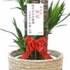 ユッカ・エレファンティペス 10号鉢 選べる鉢カバー付き 観葉植物