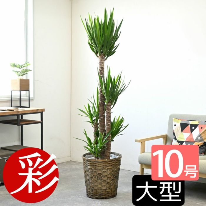 ユッカ・エレファンティペス 10号鉢 選べる鉢カバー付き 観葉植物