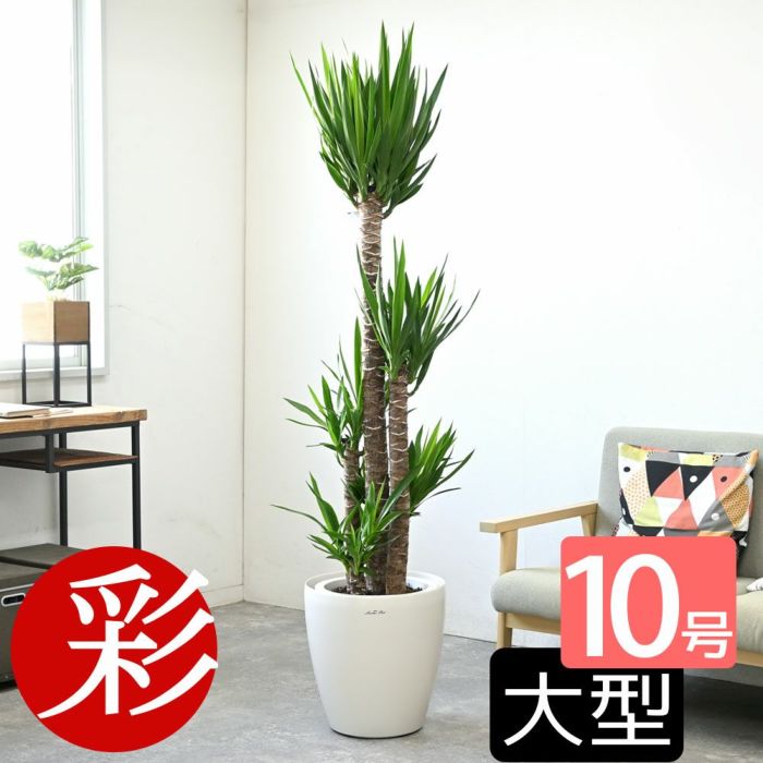 ユッカ・エレファンティペス 10号鉢 選べる鉢カバー付き 観葉植物