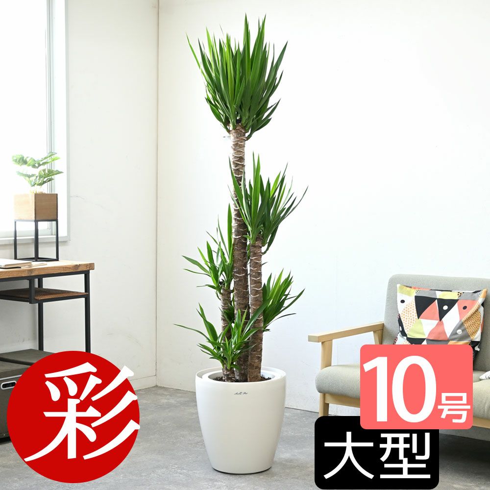 ユッカ・エレファンティペス 10号鉢 選べる鉢カバー付き 観葉植物
