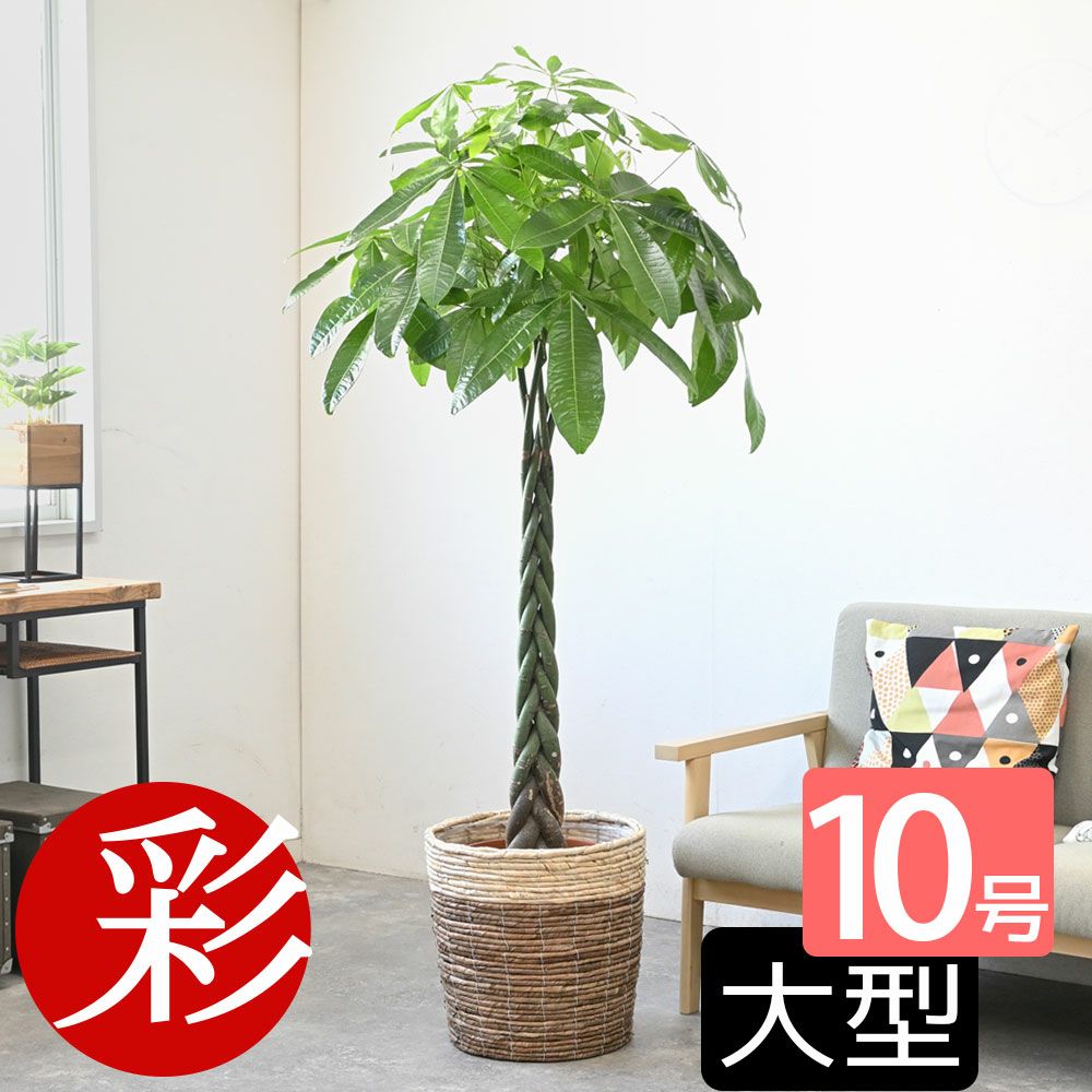 パキラ 10号鉢 選べる鉢カバー付き 観葉植物