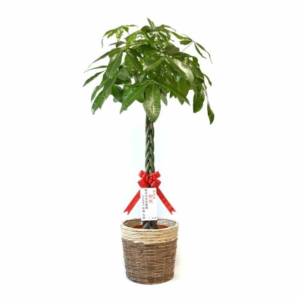 フィカス おしゃれ一本立ちのウンベラータ 観葉植物 本物 フィカス ウンベラータ セラアート鉢 6号鉢 大型