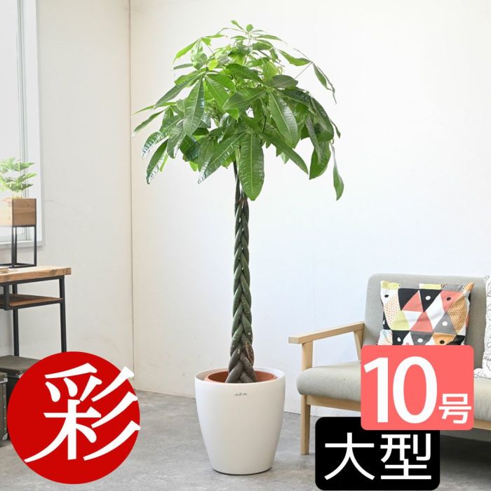 観葉植物 通販 パキラ 10号鉢 鉢カバーオプション KM130005