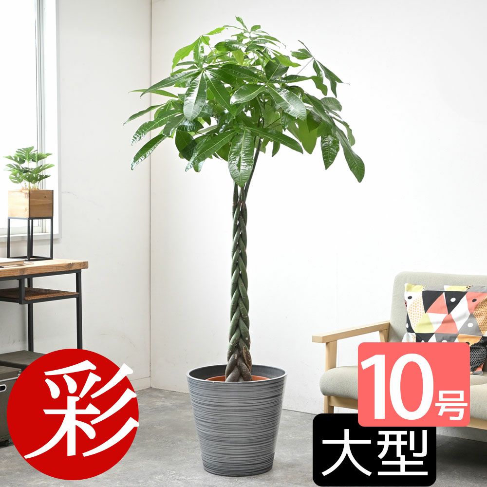 観葉植物 通販 パキラ 10号鉢 鉢カバーオプション KM130005