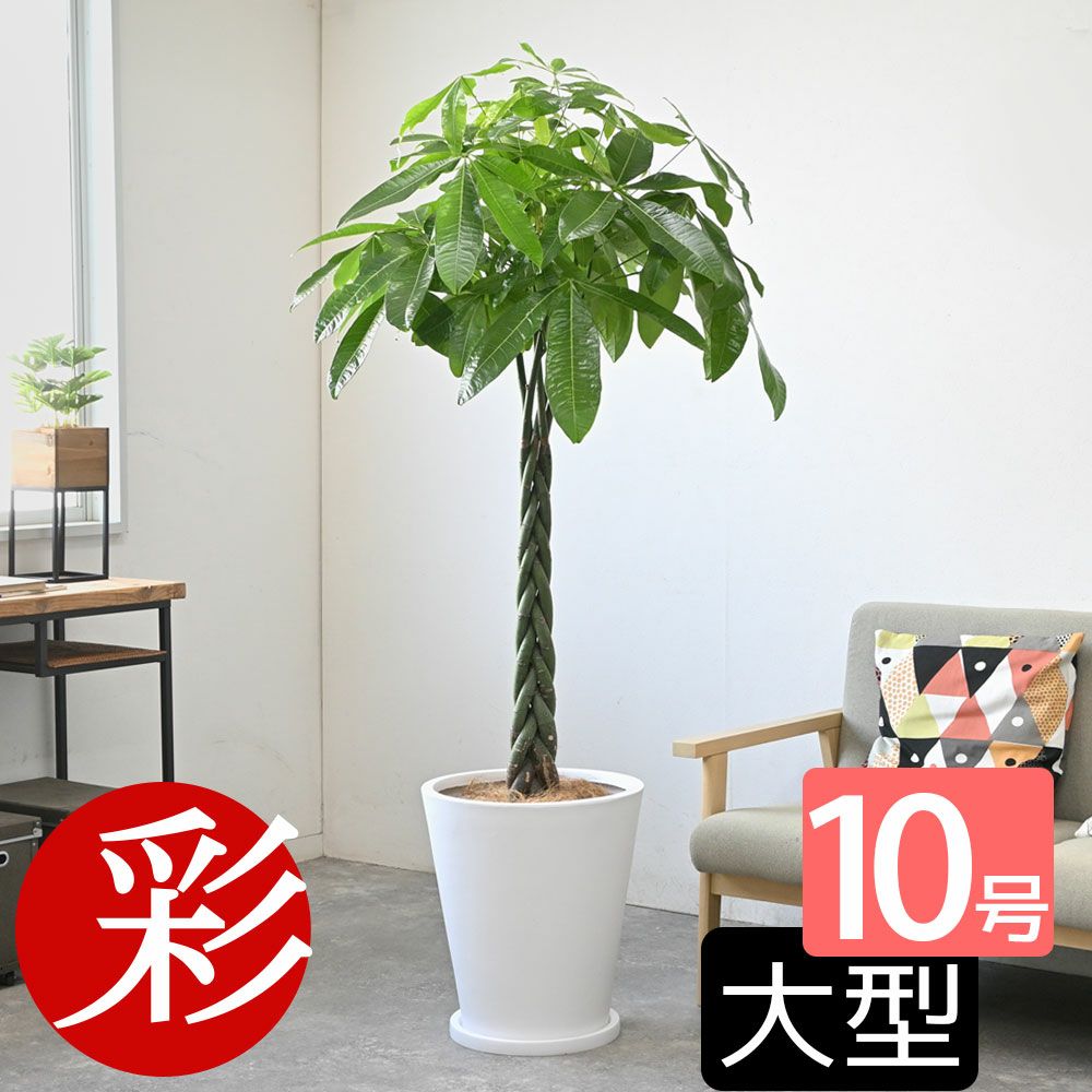 観葉植物 通販 パキラ 10号鉢 鉢カバーオプション KM130005