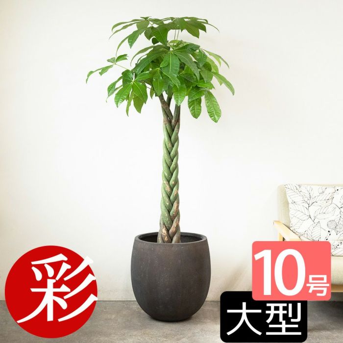  パキラ 10号鉢 選べる鉢カバー付き 観葉植物 本物