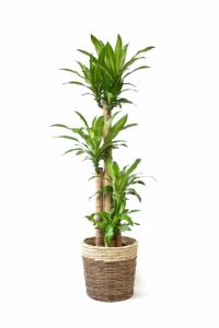 幸福の木 ドラセナ・マッサンゲアナ 10号鉢 選べる鉢カバー付き 観葉植物