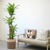 観葉植物 通販 幸福の木 ドラセナ・マッサンゲアナ 10号鉢 鉢カバーオプション KM150001