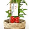 幸福の木 ドラセナ・マッサンゲアナ 10号鉢 選べる鉢カバー付き 観葉植物
